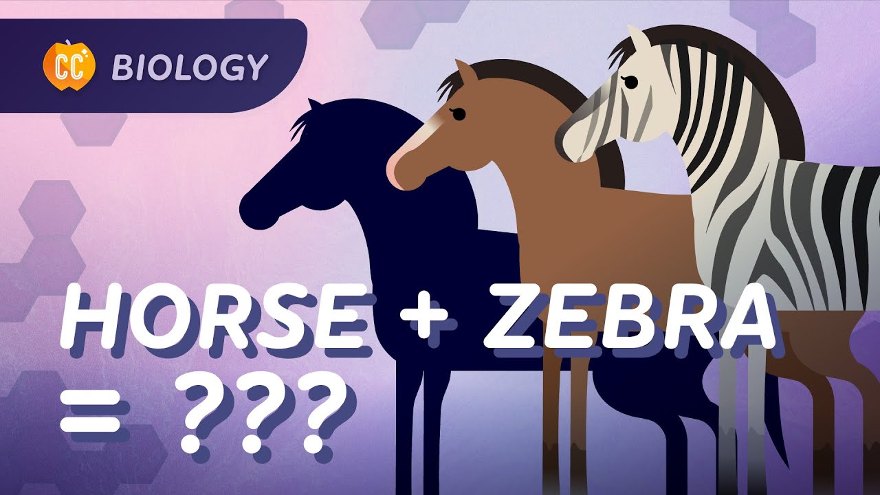 Speciation: Where Do Species Come From?: Crash Course Biology #15