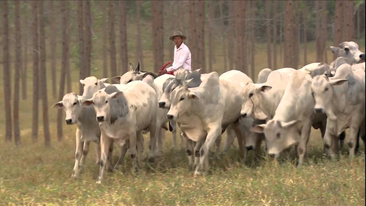 01 Sistema de integração faz aumentar a produtividade de fazendas do cerrado   Globo Rural   Catálog