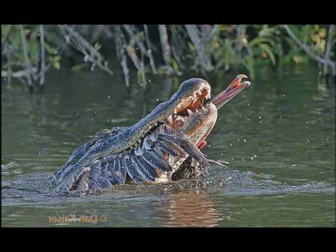 Alligator vs Pelican (Alligator eats Pelican)