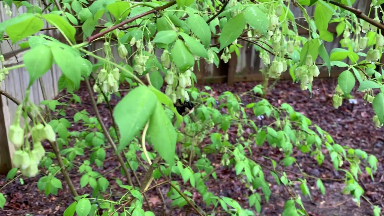 Staphylea trifolia (American Bladdernut) - YouTube