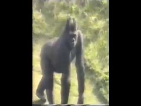 Jambo the Gentle Giant Jersey Zoo Boy fell into Gorilla pit!(1986)SAVED!