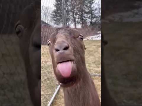 ŚMIESZNE ZWIERZĘTA l funny goat 😂😂😂