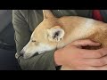 Dog Runs 50 Miles To Get Adopted