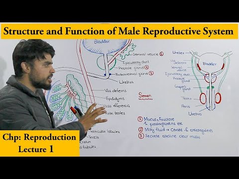 Male reproductive System