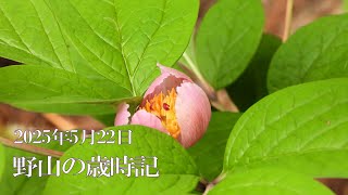 野山の歳時記　晩春から初夏に咲く草樹の花　2025年5月22日