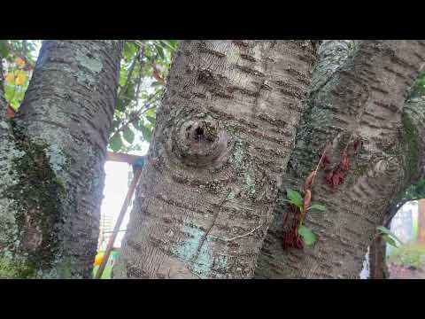 Carpenter Ants Flowing Out of the Tree in Manahawkin, NJ