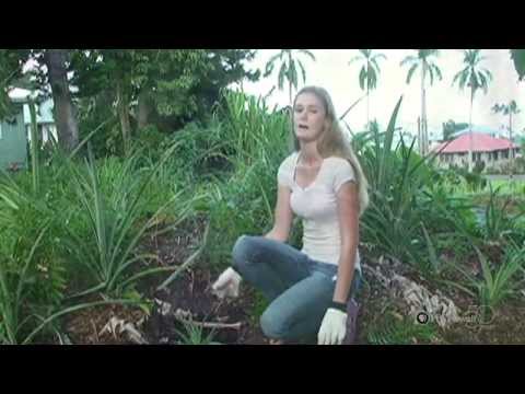 "How To Grow A Pineapple" by Keaau High School | HIKI NŌ 103 | PBS HAWAIʻI