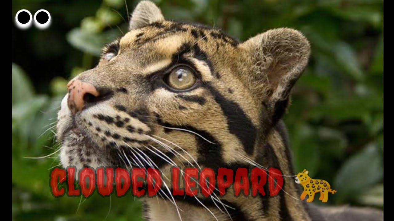 International clouded leopard day 2023(4 aug) by Dr.D.#nature #cloudedleopard  #today's day