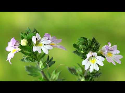 download lagu mp3 mp4 Eufrasia, download lagu Eufrasia gratis, unduh video klip Eufrasia