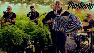 Los Desvelados: Verde Sembrador 2018 Corrido Inedito