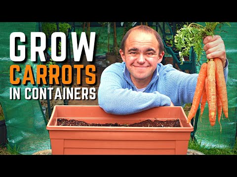 How To Grow Carrots In Containers: From Seed To Harvest