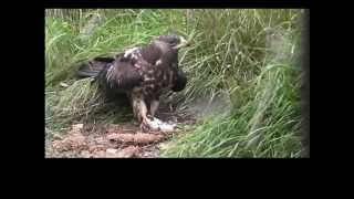 Hvepsevåge mæsker sig i hvepselarver