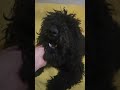 Standard Poodle dogs for sale: Brody - Video 1