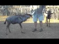 Bottle Feeding The Wildebeest At Sondela Wildlife Centre