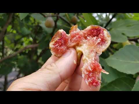 NO BRAINER FIGS! Fig Fever, The Cure, Part Two. 8/16/19