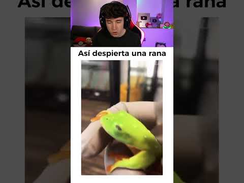 Asi Se Despierta Una Rana 🐸