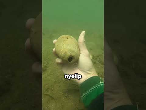Kenapa Penyelam Ini Mecahin Setiap Cangkang yang Dia Temuin di Laut?