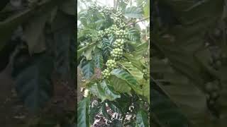 Download lagu WOW...!!! KOPI BERBUAH LEBAT DI LUAR MUSIM... mp3