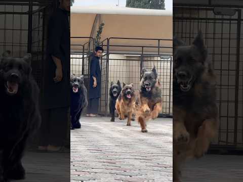 #germanshepherd #dog #myanimal #puppy #gsds #mydog  #petlover #pets #viralshorts #trendingshorts