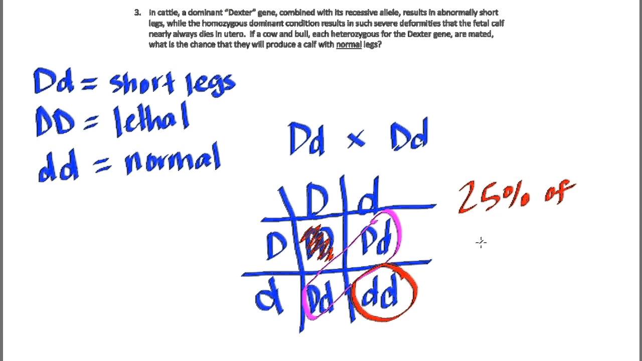 Genetics Worksheet Answers