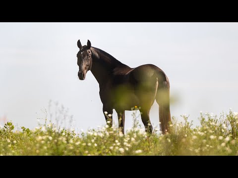 Horse for Sale |  Phenomenal 2021 Black Lusitano Mare - piro free (REF#839)