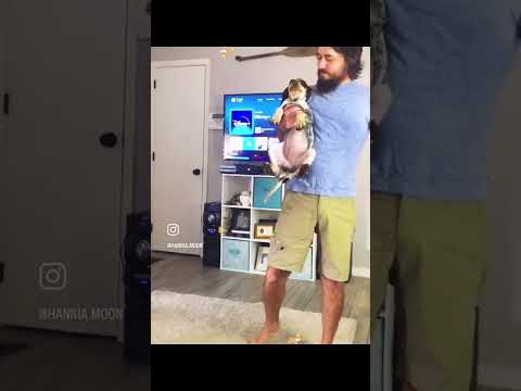 These dogs think they’re human, and are sensitive. Pets are something else!