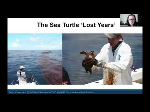 New insights on sea turtle behaviour during the ‘lost years’