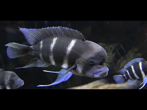 download lagu mp3 mp4 Frontosa, download lagu Frontosa gratis, unduh video klip Frontosa