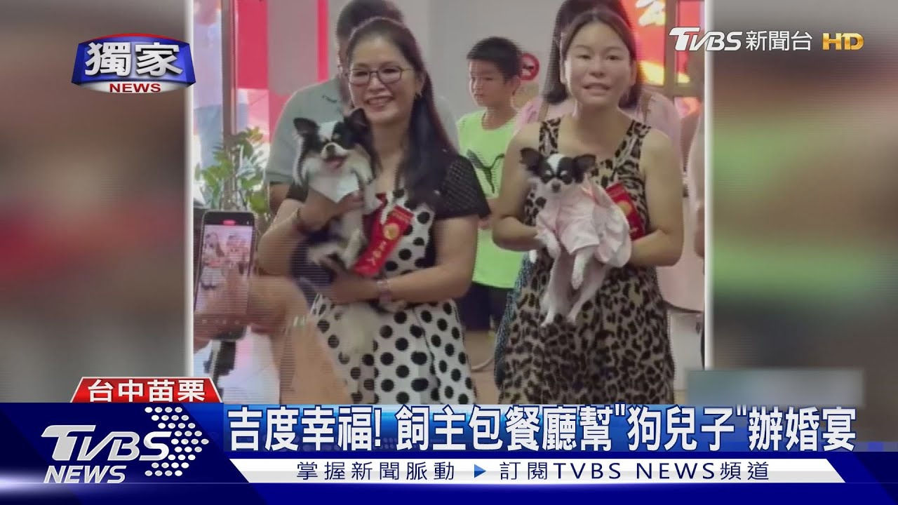 吉娃娃變娶娃娃! 飼主幫毛孩辦婚宴娶媳婦宴客