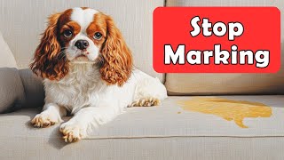 Cavalier Dog Marking Territory in House: Causes and Positive Training Solutions