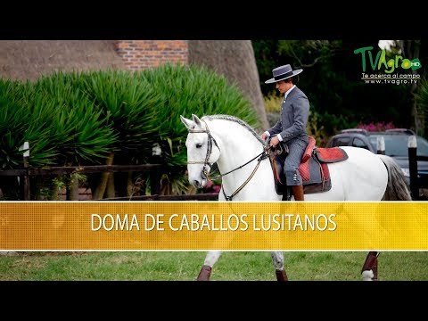 , title : 'Doma de Caballos Lusitanos - TvAgro por Juan Gonzalo Angel Restrepo'