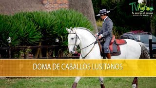 Doma de Caballos Lusitanos - TvAgro por Juan Gonzalo Angel Restrepo