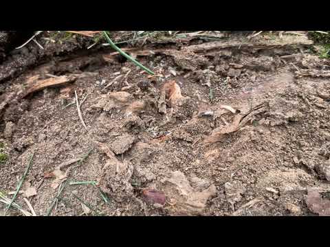 Massive Termite Swarm Found in Buried Tree in Fair Hills, NJ