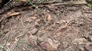 Massive Termite Swarm Found in Buried Tree in Fair Hills, NJ