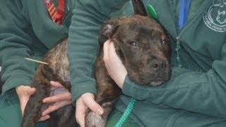 Dog swallows kebab skewer: Patrick&#39;s story of survival at Battersea Dogs &amp; Cats Home