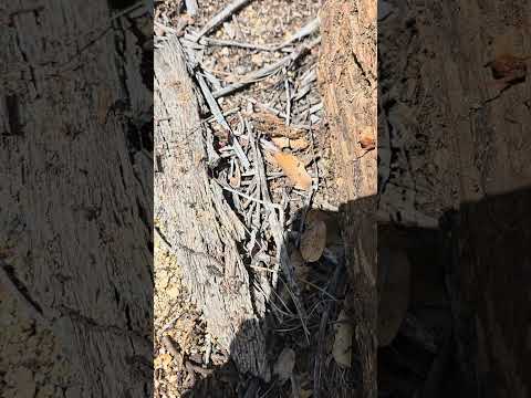 Finding North America’s Largest Centipede in Arizona! 🏜️👀