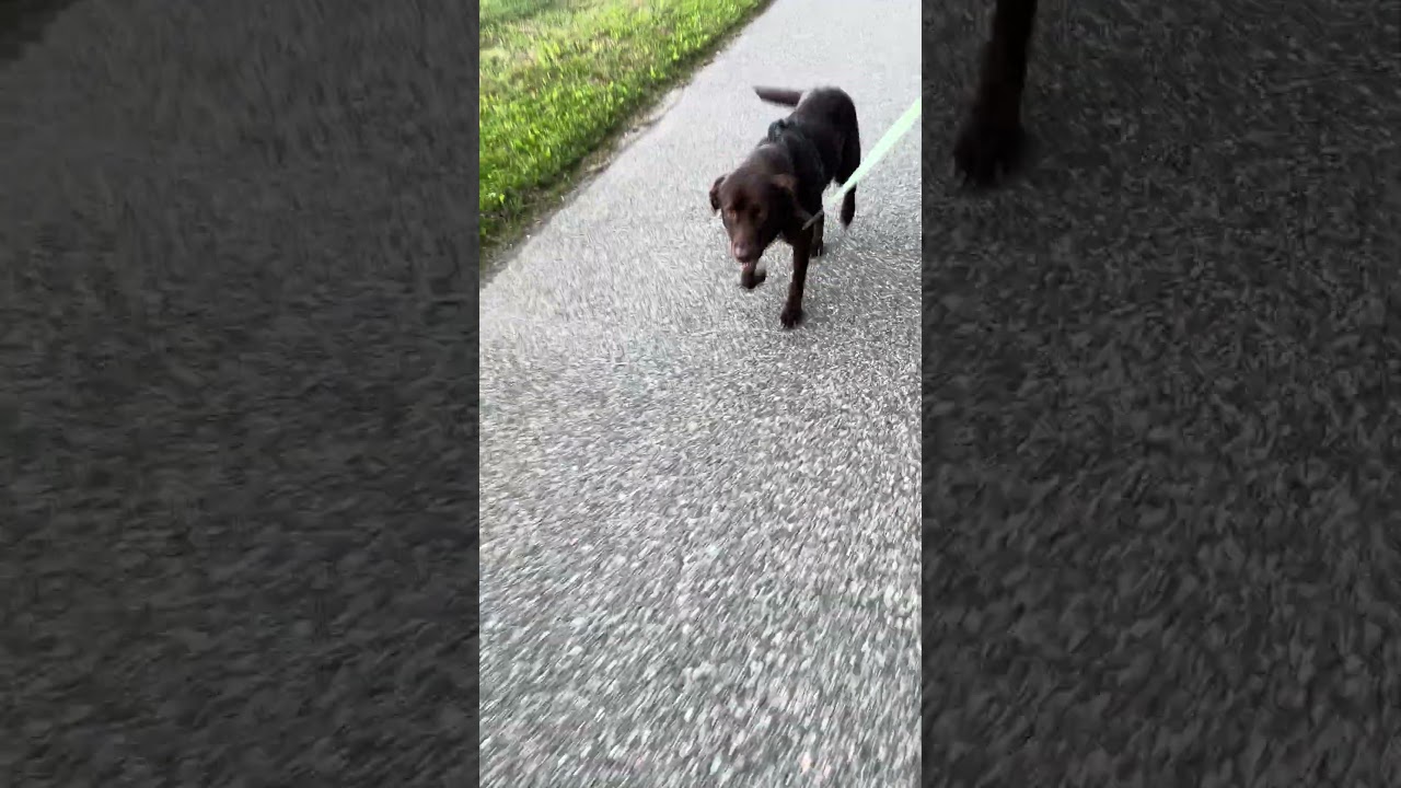 Enlarge Nyssa, a ADOPTABLE Chocolate Labrador Retriever in Warrington, PA video 5/5