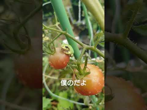 園芸 植物はあなたの庭に命を吹き込みます