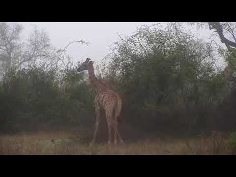 Djuma: Giraffe group feeding in tree line - 10/05/20