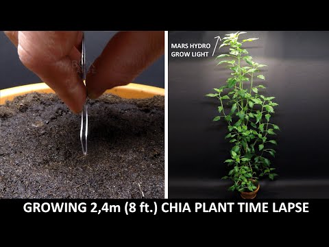 Growing Chia Plant Time Lapse - 101 Days with Mars Hydro Grow light