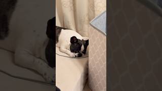 反省したフリが上手になった愛犬