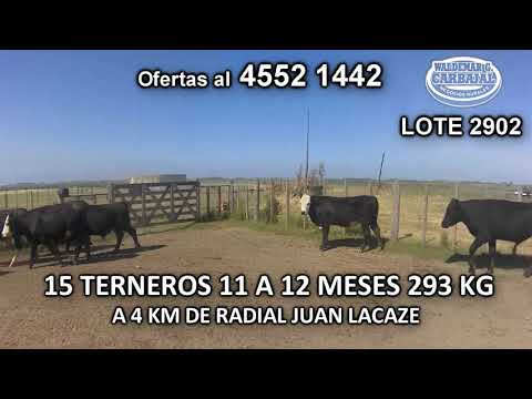 Lote 15 Terneros 9 AA- 6 AA c/ HE 293 Kgkg -  en Minuano y Sauce- A 4 Km de Radial Juan Lacaze