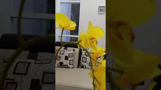 Download lagu Cinta Tak Direstui - ST 12 mp3 Download lagu Cinta Tak Direstui - ST 12 mp3