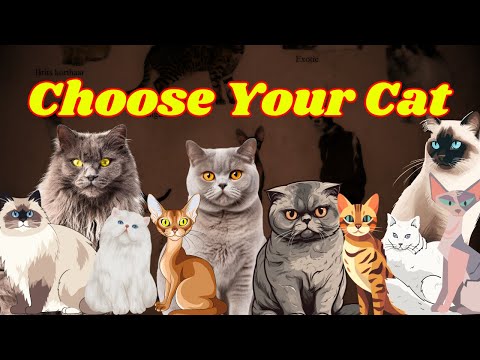 Top 10 Most Popular Cat Breeds