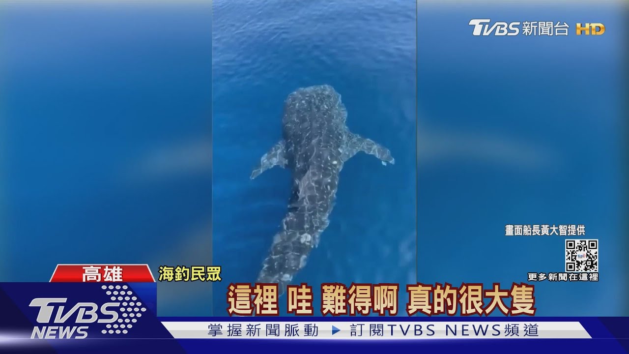 稀客!高雄南寮外海喜見「鯨鯊」 釣客直呼太幸運
