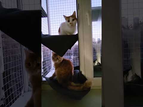 🐱My Big Cat Family_Liusia & Dimusik  #short #shortvideo #shortscatsvideos #cats #cat #cutecats