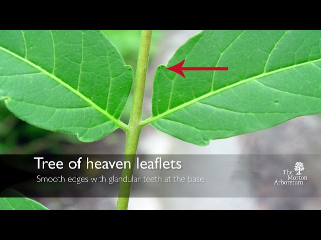 Προφορά βίντεο ailanthus στο Αγγλικά