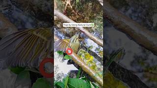 Download lagu Cara Memasang Perangkap Burung? | Natural Gum #keterampilanbertahanhidup #perangkap #liar #burung #bertahanhidup #celanapendek mp3 Download lagu Cara Memasang Perangkap Burung? | Natural Gum #keterampilanbertahanhidup #perangkap #liar #burung #bertahanhidup #celanapendek mp3