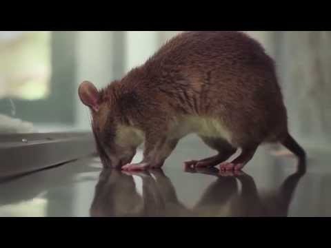 Train HeroRat Bubble to detect TB in Mozambique