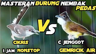 Download lagu Masteran Ciblek Kristal Vs Cucak Jenggot || Masteran Murai Batu Audio Jernih Dan Gemricik Air mp3 Download lagu Masteran Ciblek Kristal Vs Cucak Jenggot || Masteran Murai Batu Audio Jernih Dan Gemricik Air mp3